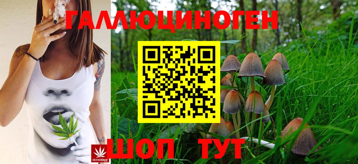 Псилоцибиновые грибы Psilocybe  Вышний Волочёк 